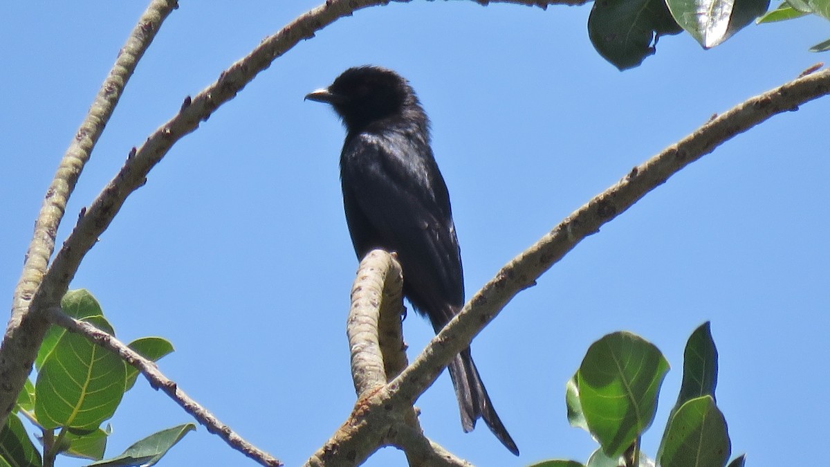 Fork-tailed Drongo - ML608846439