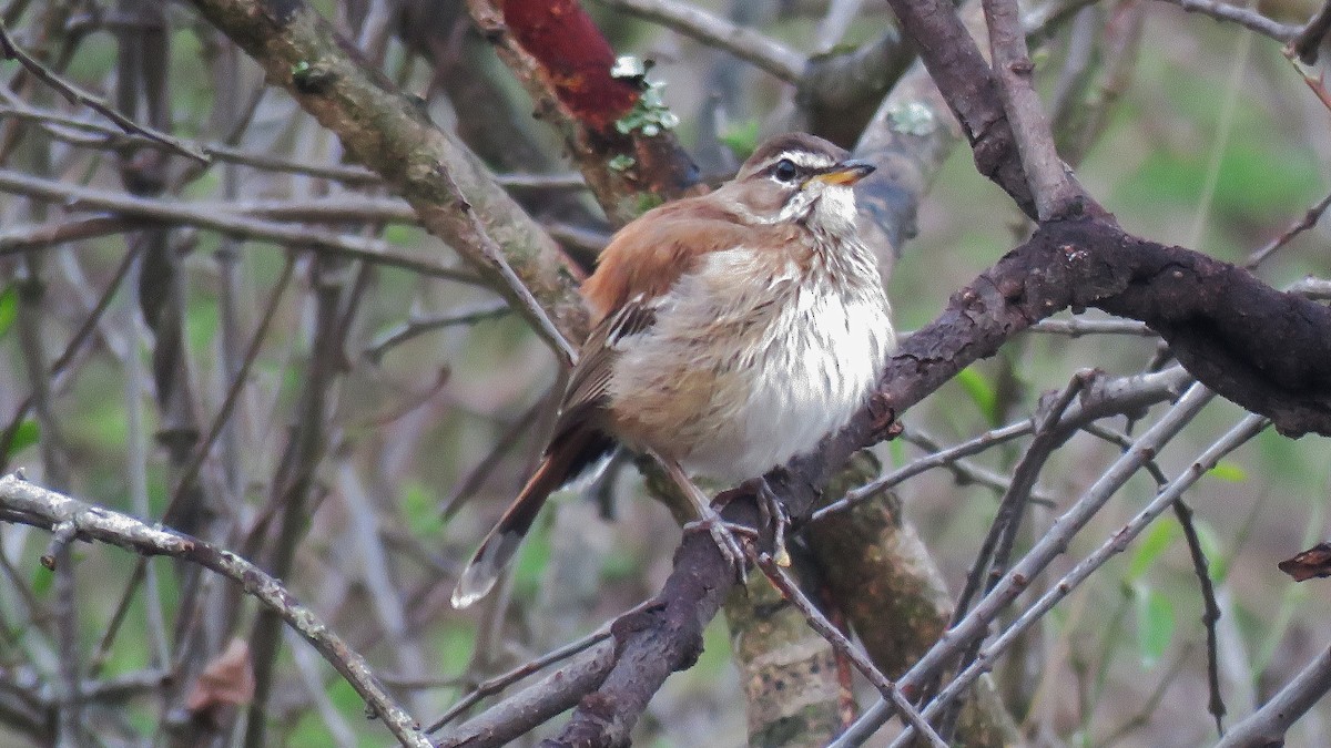 Moustached Grass-Warbler - ML608846446