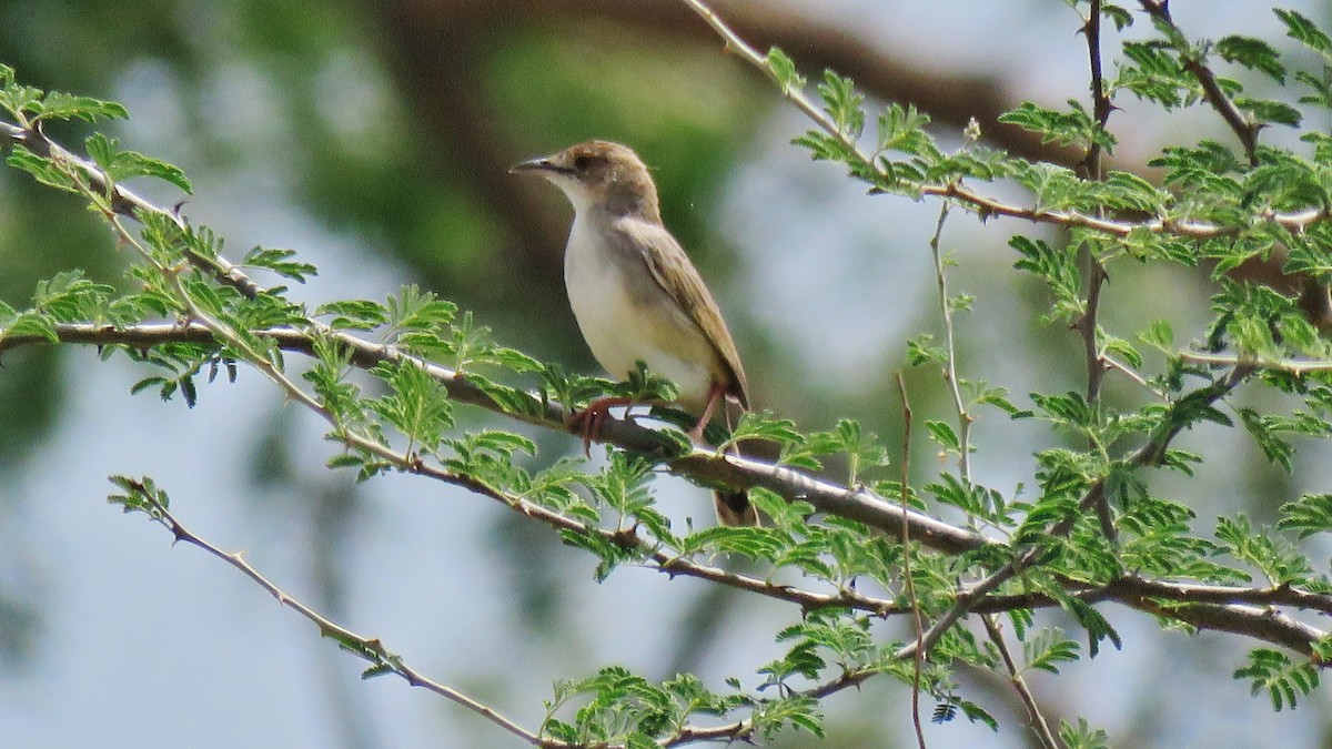 Rattling Cisticola - ML608846449