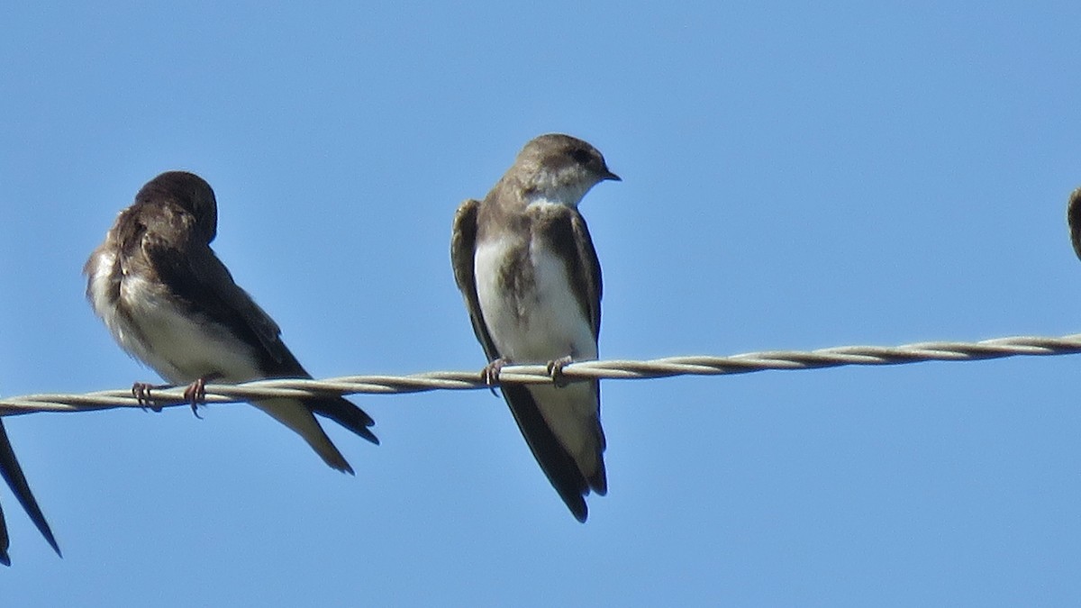 Banded Martin - ML608846453