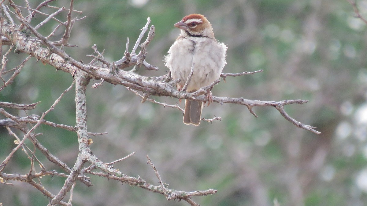 Chestnut-crowned Sparrow-Weaver - ML608846461