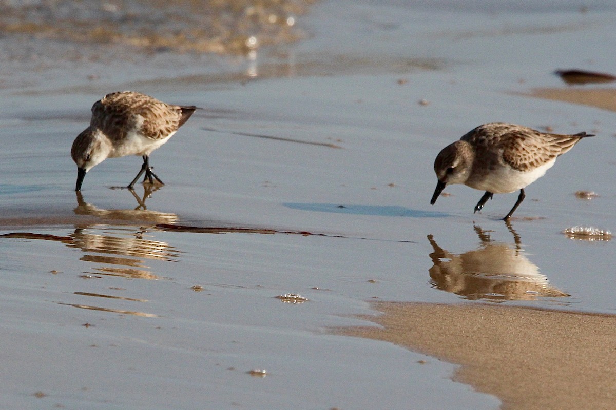 Red-necked Stint - Pauline and Ray Priest