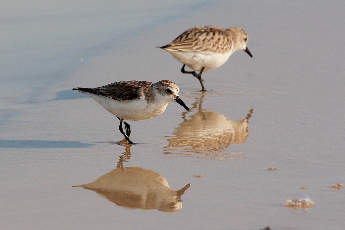 Rotkehl-Strandläufer - ML608846483