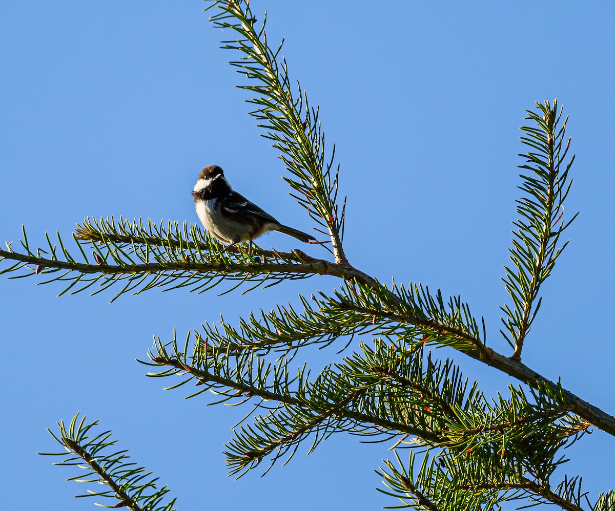 Chestnut-backed Chickadee - ML608846499