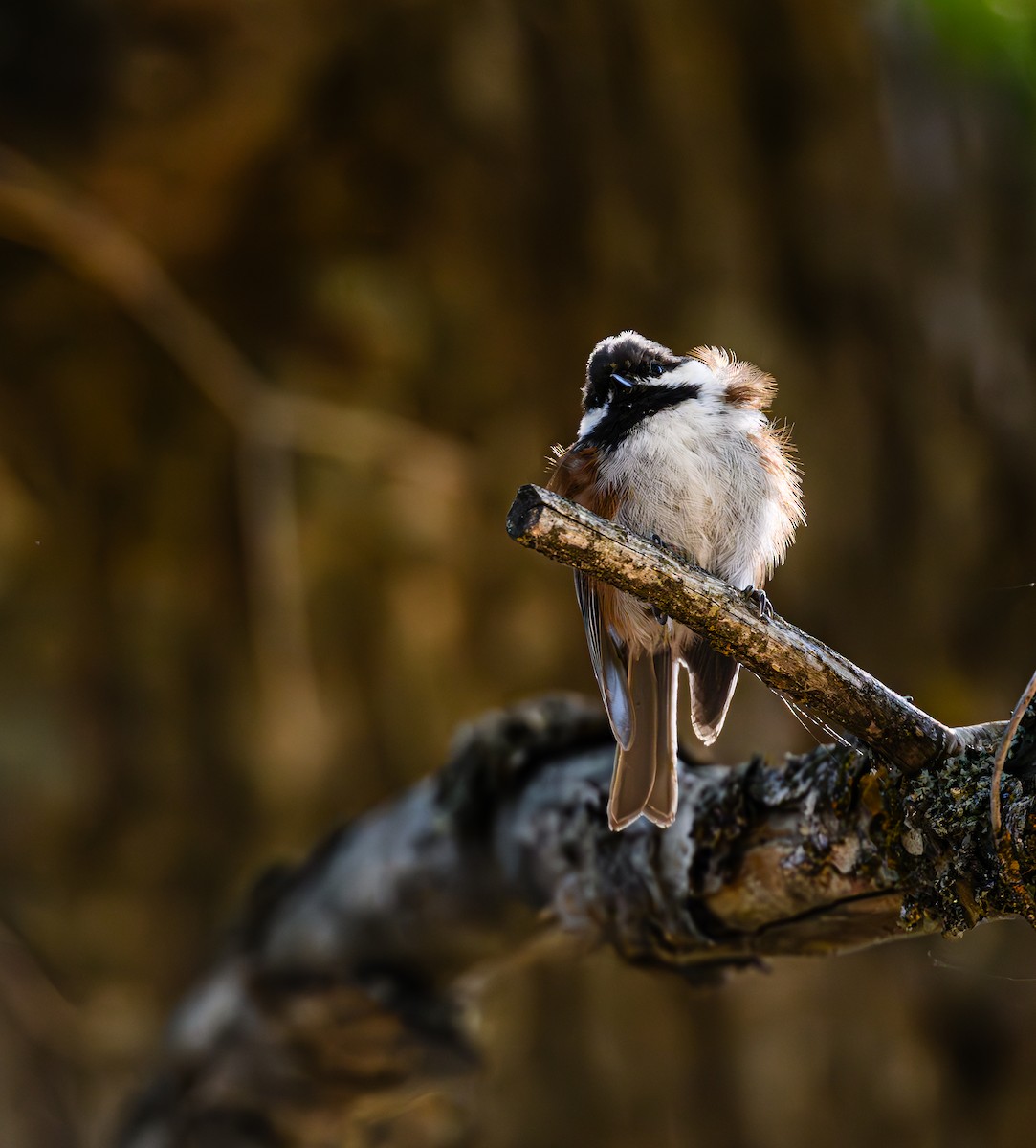 Chestnut-backed Chickadee - ML608846500