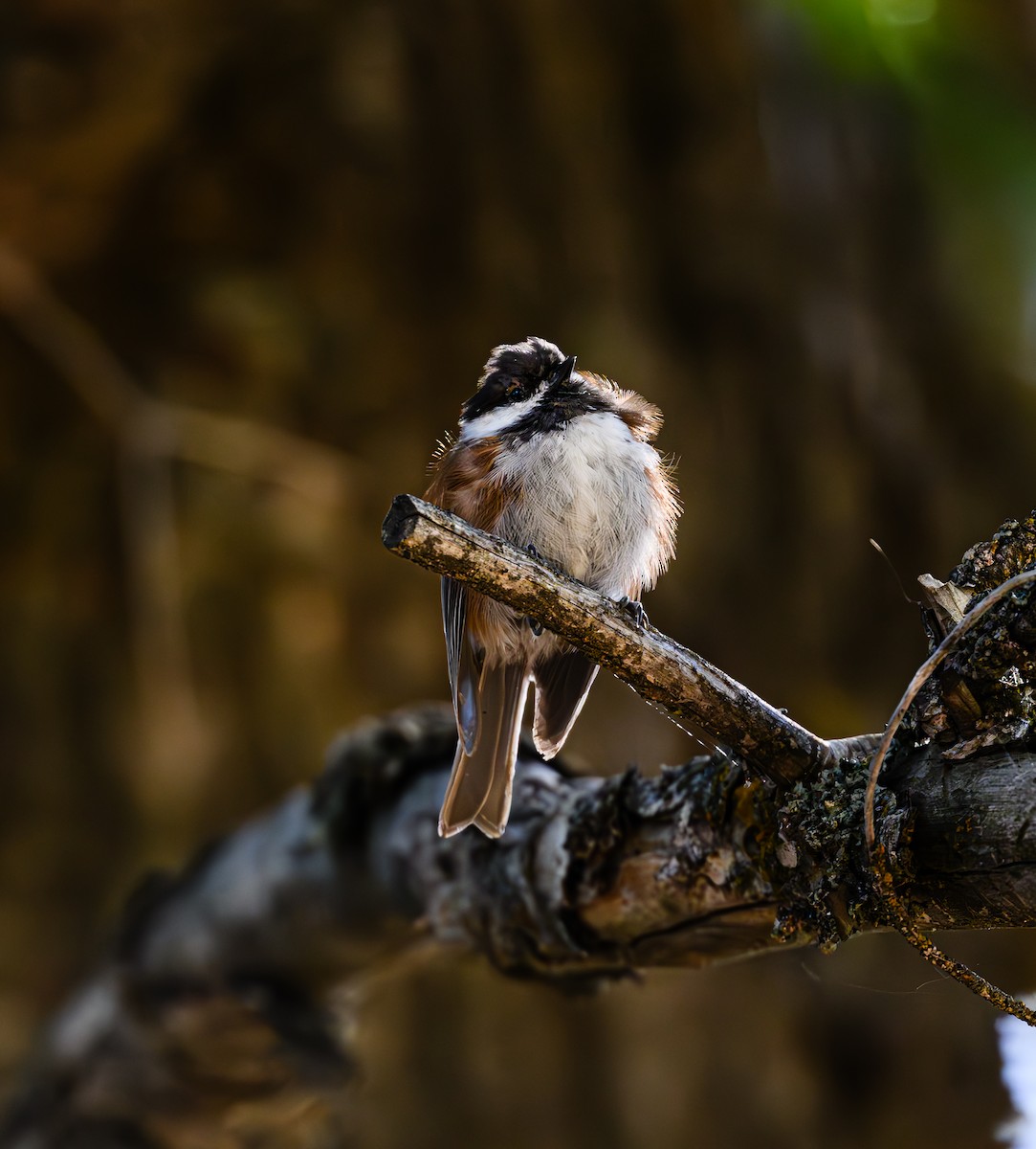 Chestnut-backed Chickadee - ML608846501