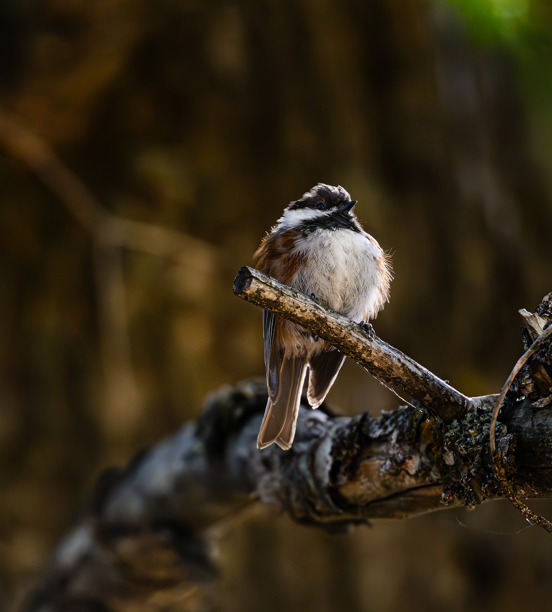 Chestnut-backed Chickadee - ML608846502