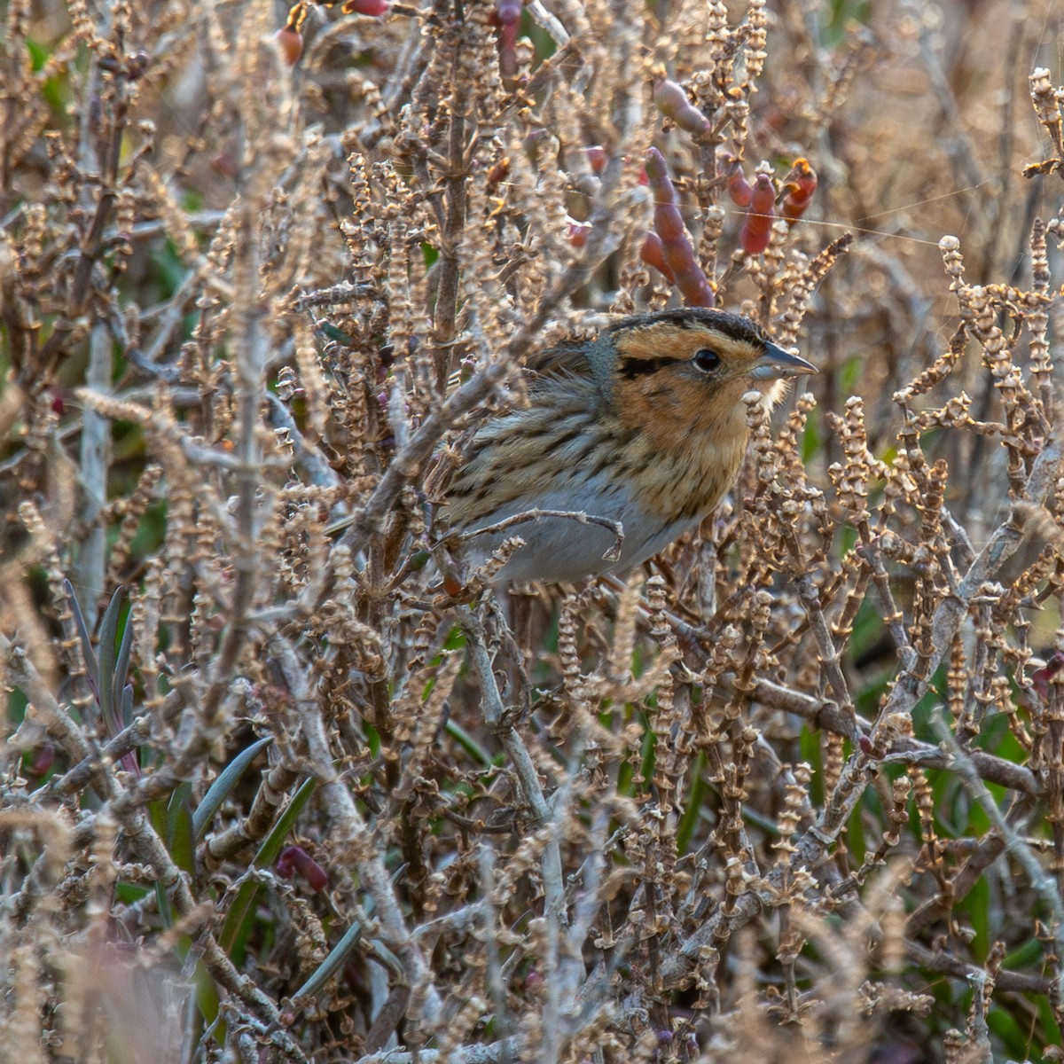 Nelson's Sparrow - ML608846522