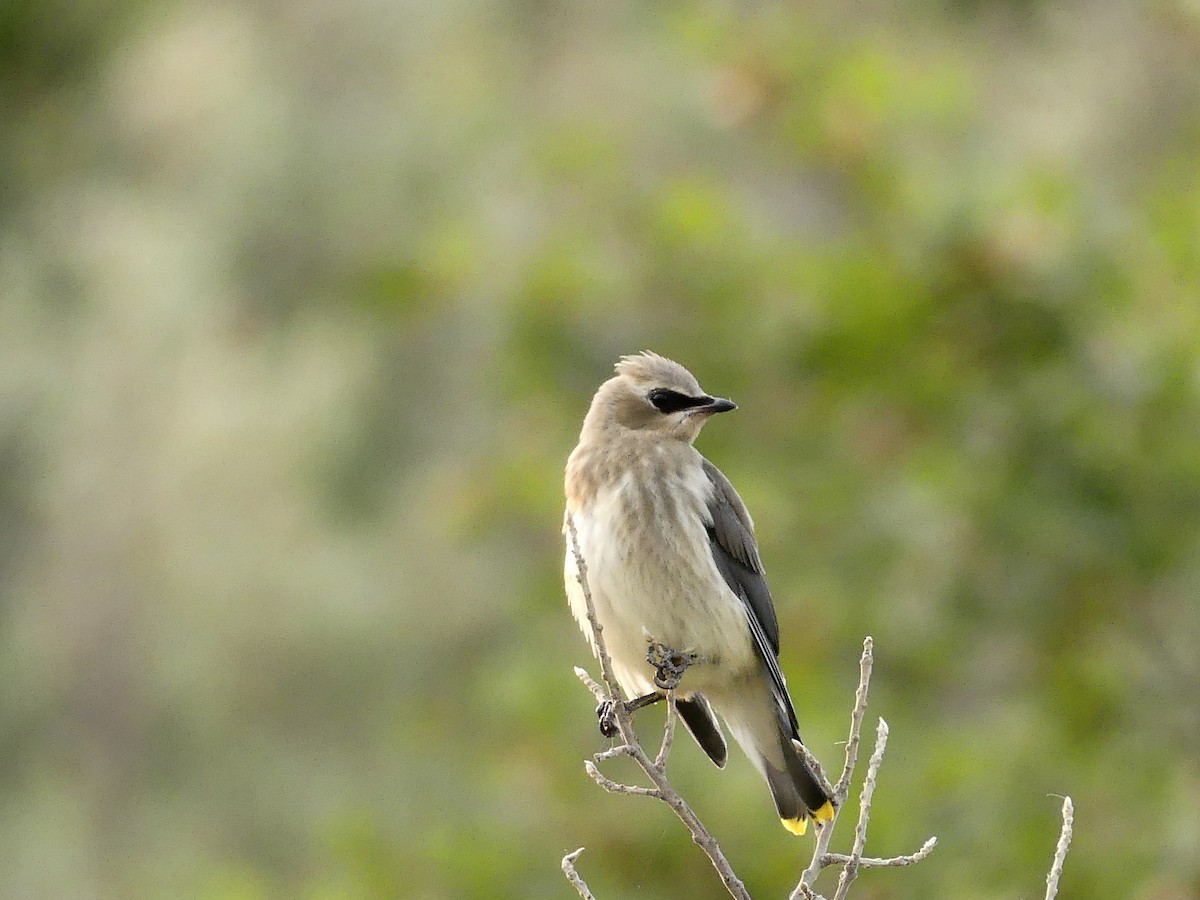 Cedar Waxwing - ML608846525