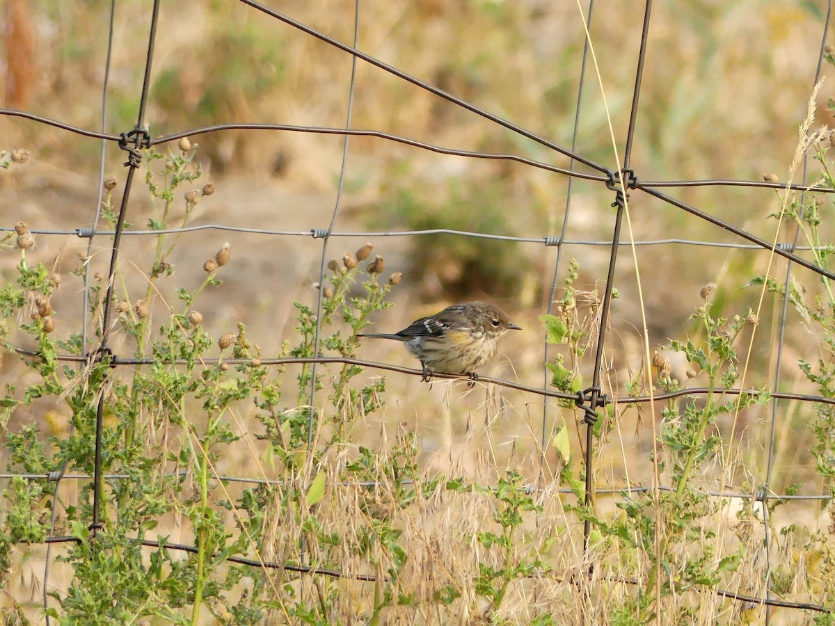 Yellow-rumped Warbler - ML608846526
