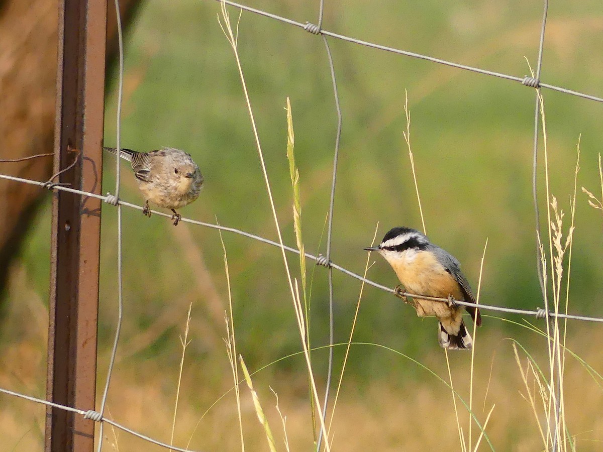 Red-breasted Nuthatch - ML608846538