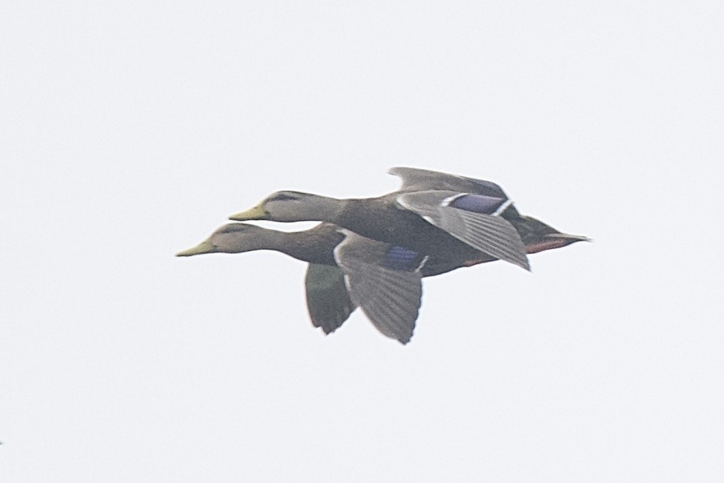 Mexican x Mottled Duck (hybrid) - ML608846567
