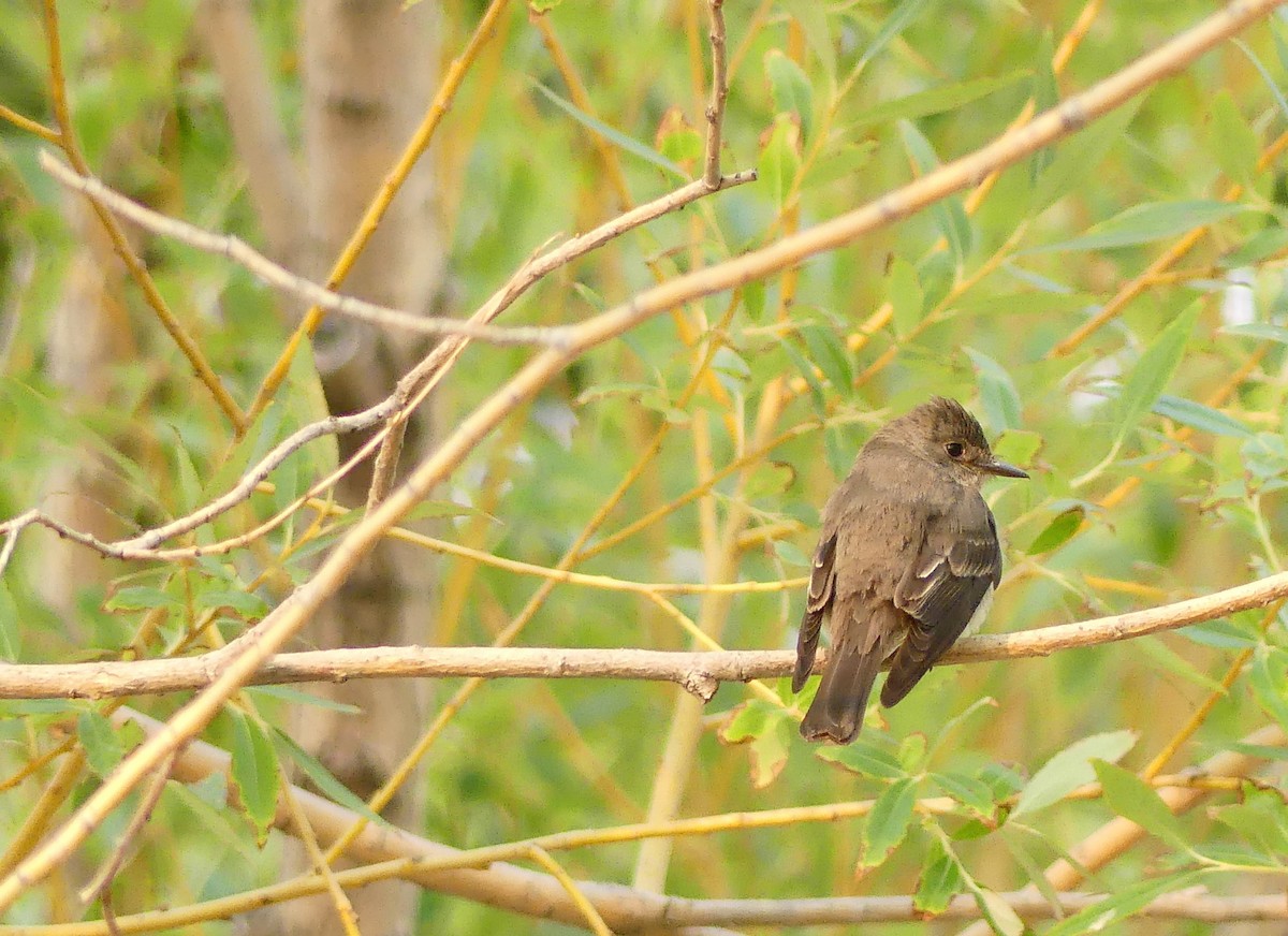Western Wood-Pewee - ML608846573