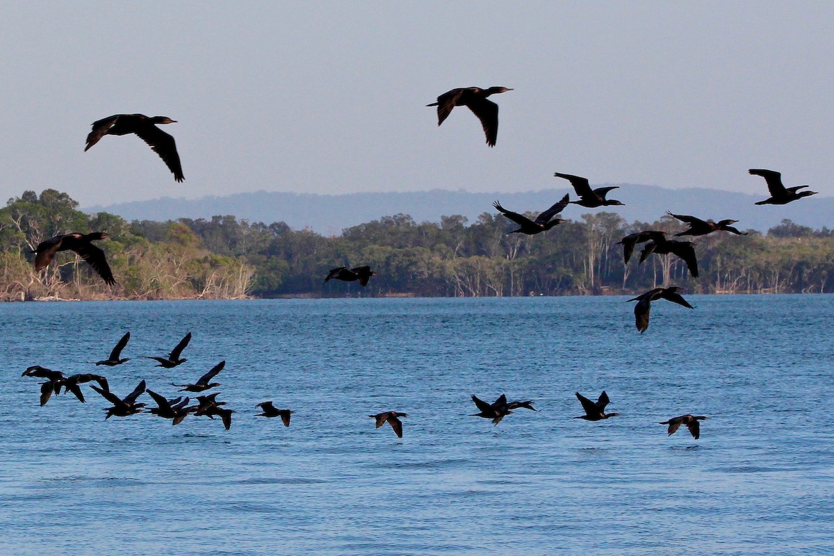 Great Cormorant - ML608846589