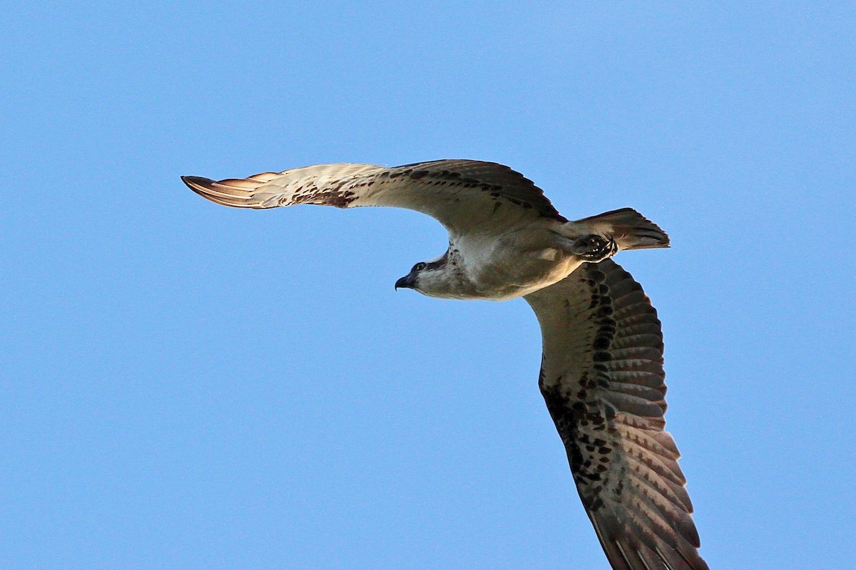 Águila Pescadora (Australia) - ML608846595