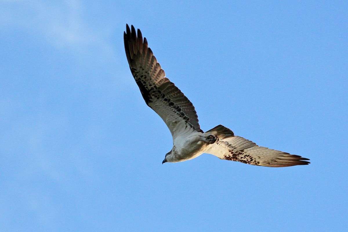 Águila Pescadora (Australia) - ML608846596