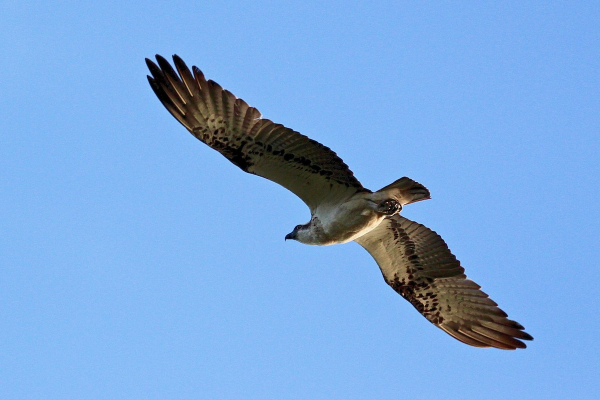 Águila Pescadora (Australia) - ML608846598