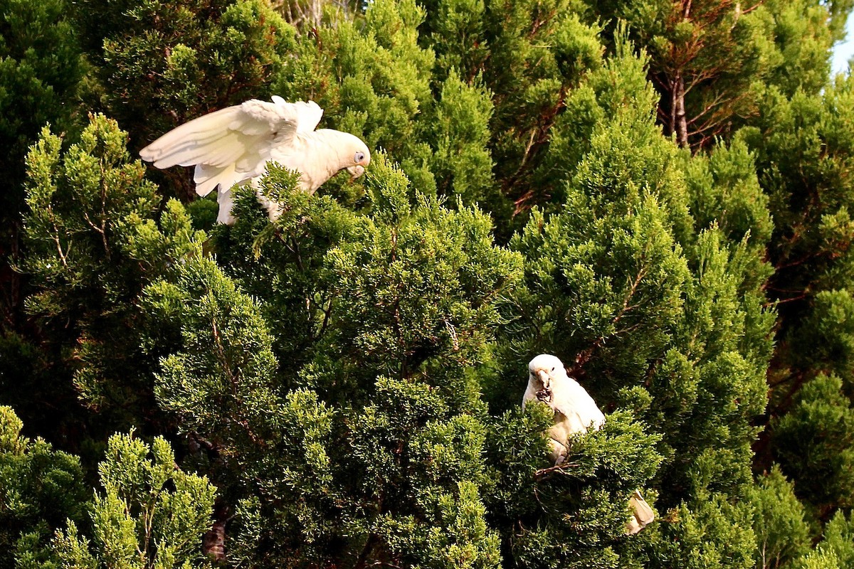 Little Corella - Pauline and Ray Priest