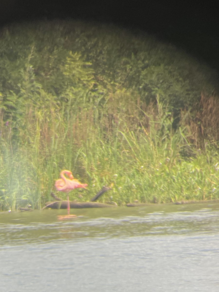 American Flamingo - ML608846611