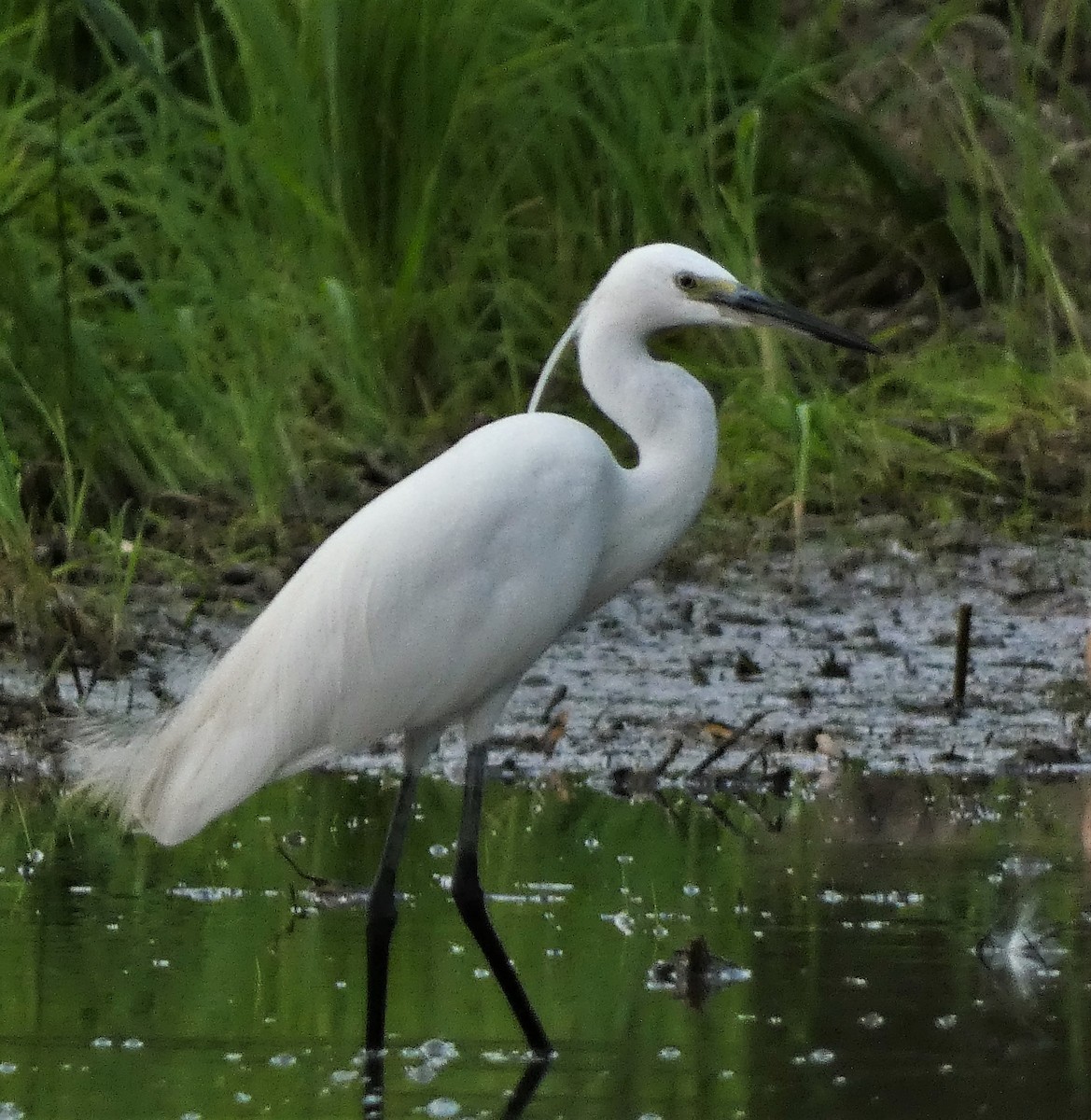 Little Egret - ML608846629