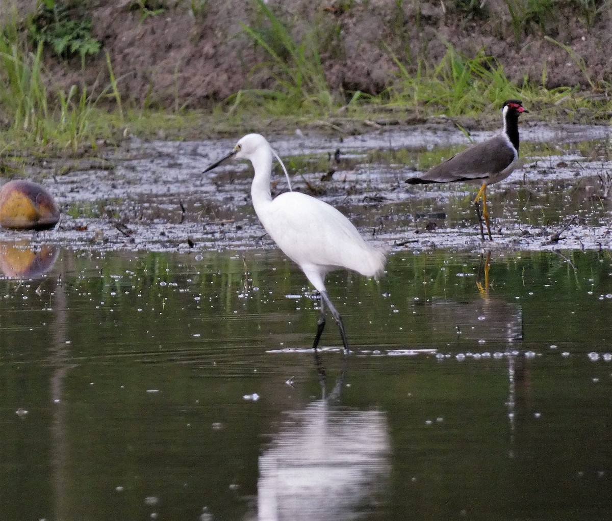 Little Egret - ML608846630