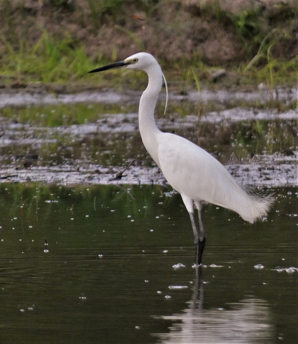 Little Egret - ML608846631