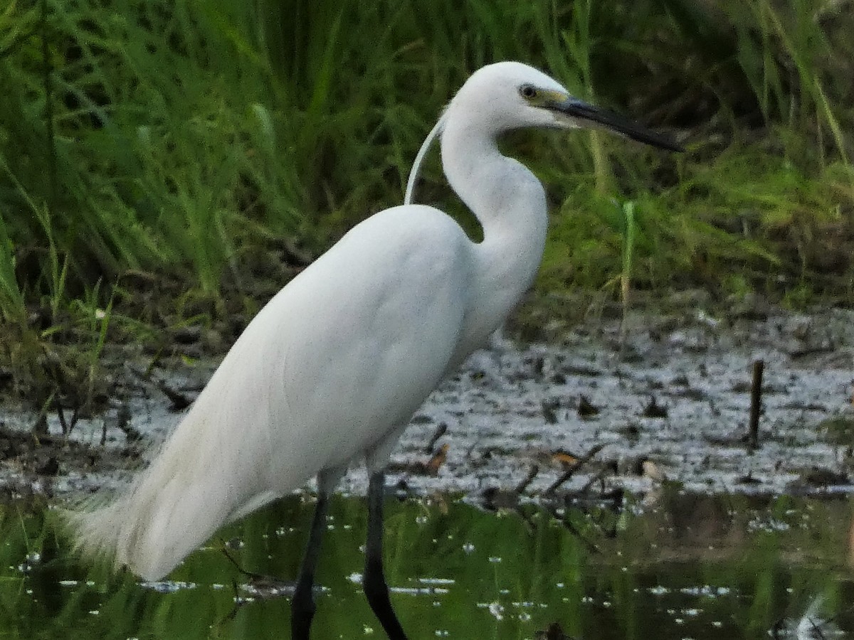 Little Egret - ML608846632