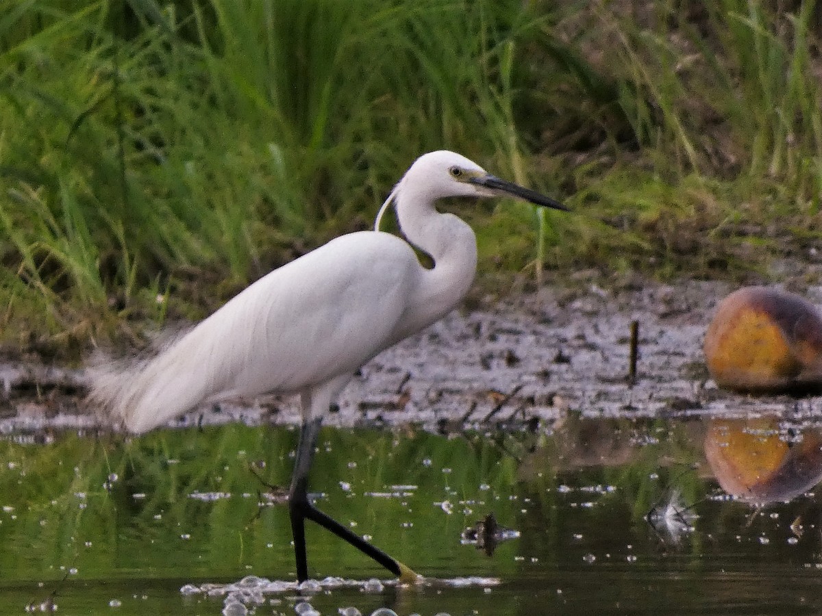 Little Egret - ML608846633