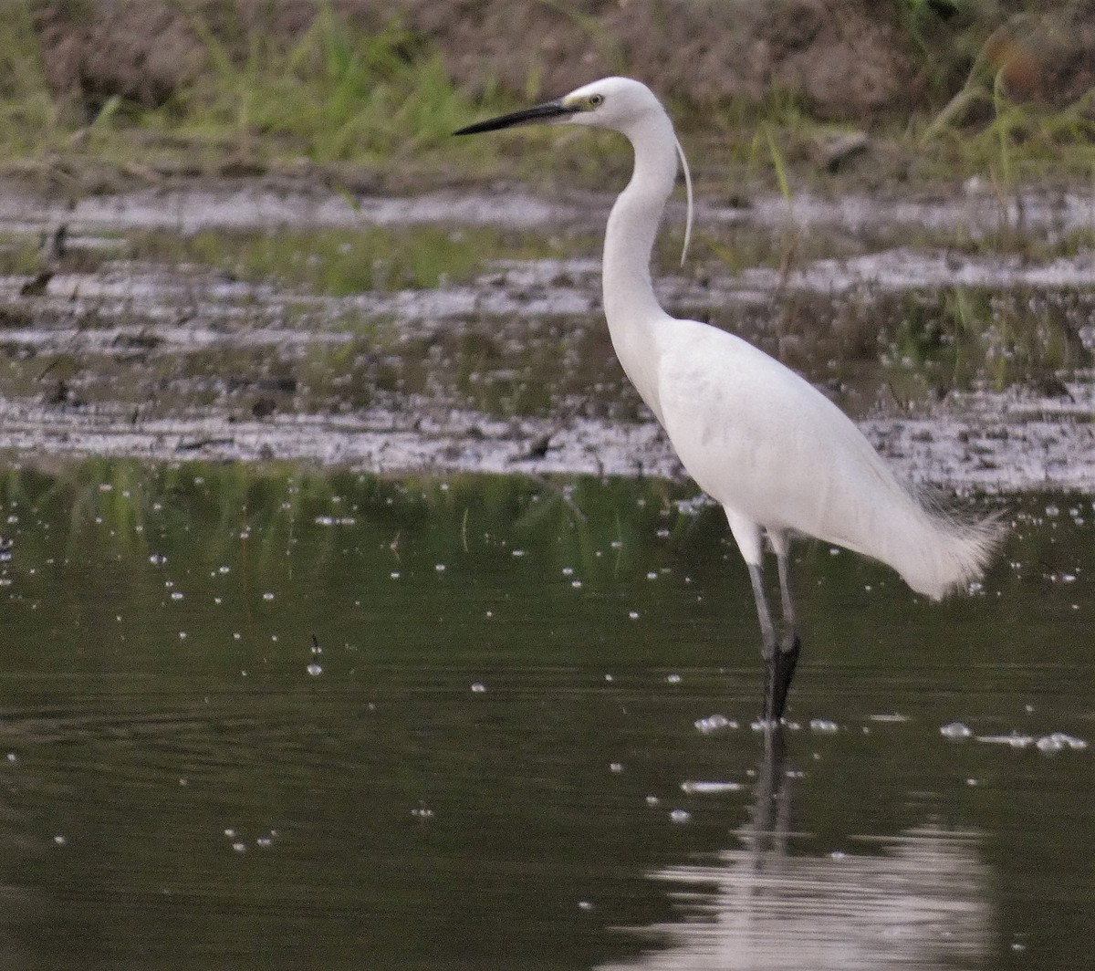 Little Egret - ML608846634