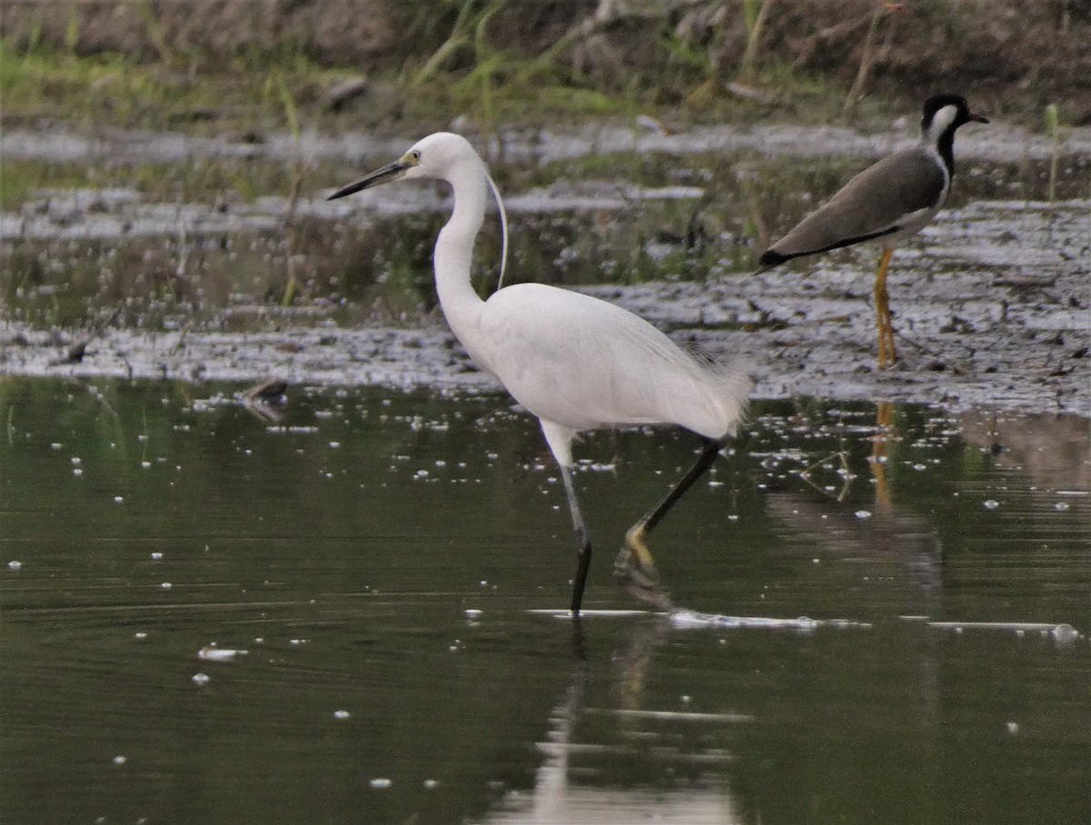 Little Egret - ML608846635