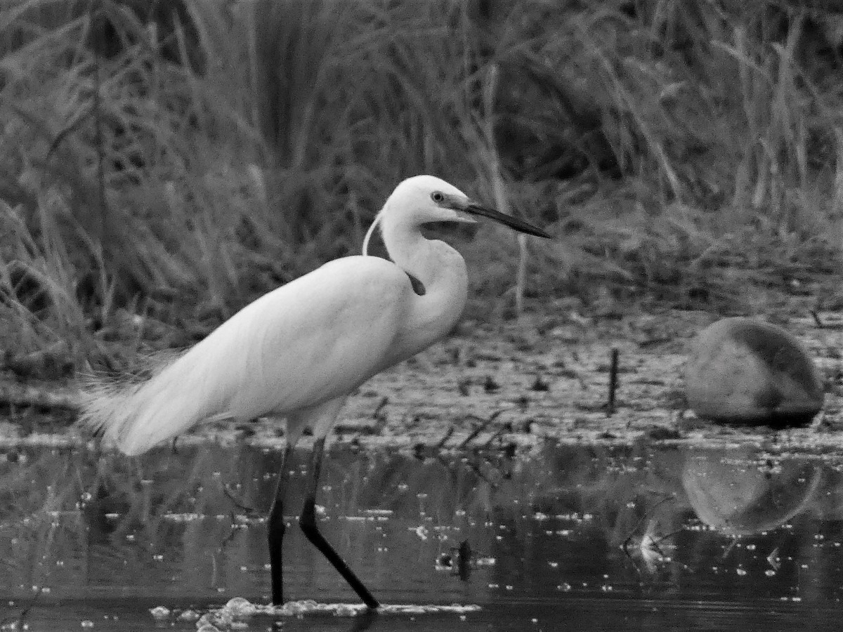 Little Egret - ML608846636