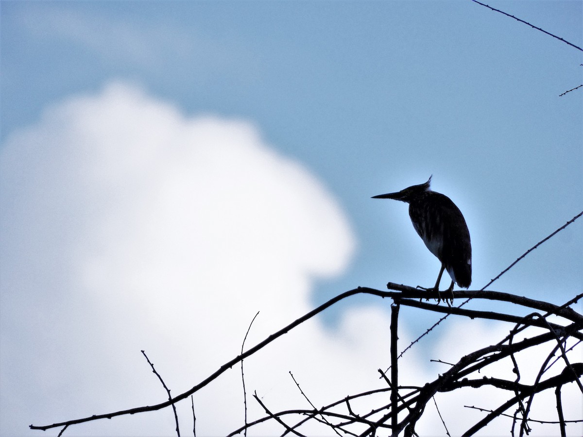 Indian Pond-Heron - ML608846641