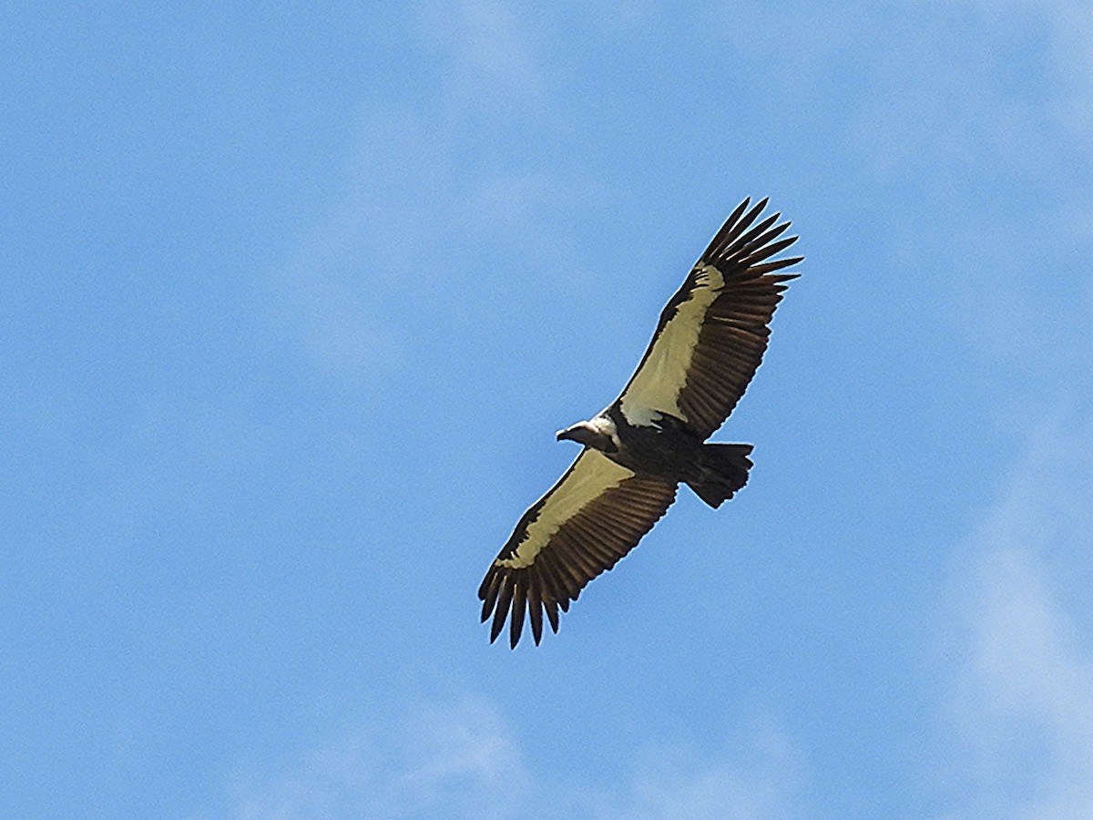 White-rumped Vulture - Dipayan Chakraborty