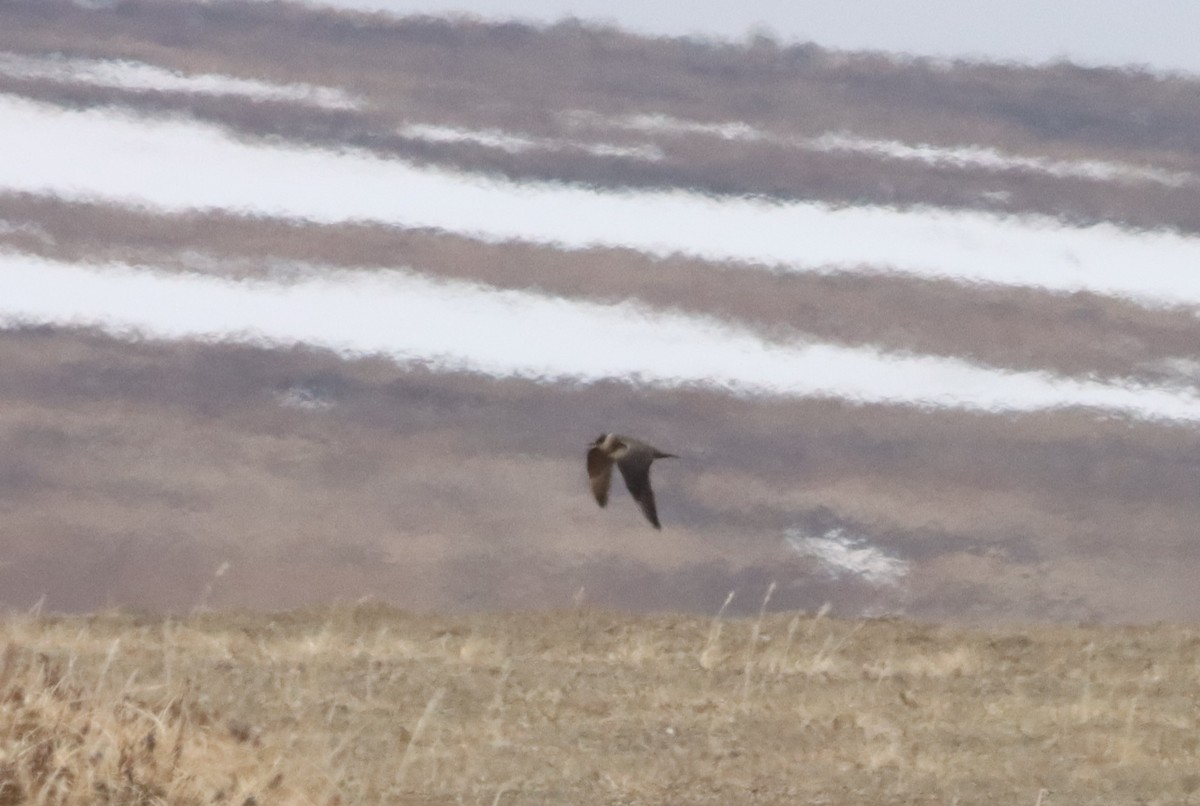 Parasitic Jaeger - ML608846656