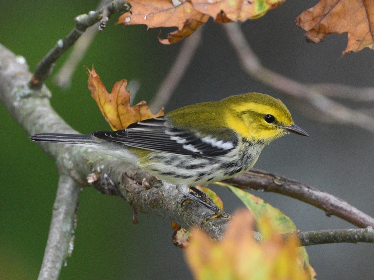 Black-throated Green Warbler - ML608846709