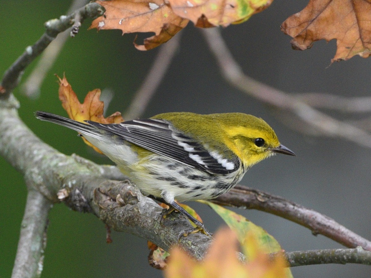 Black-throated Green Warbler - Wendy Hill
