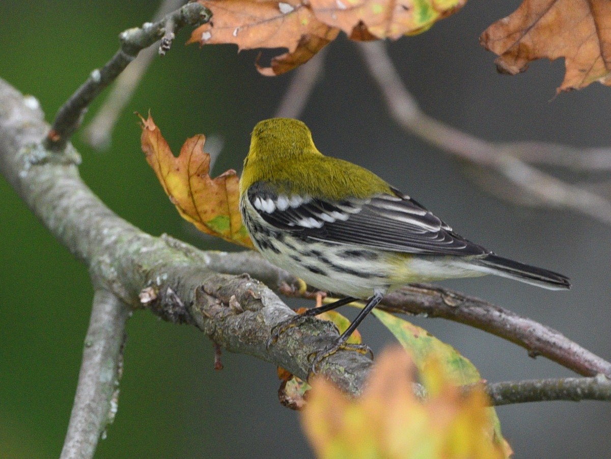 Black-throated Green Warbler - Wendy Hill