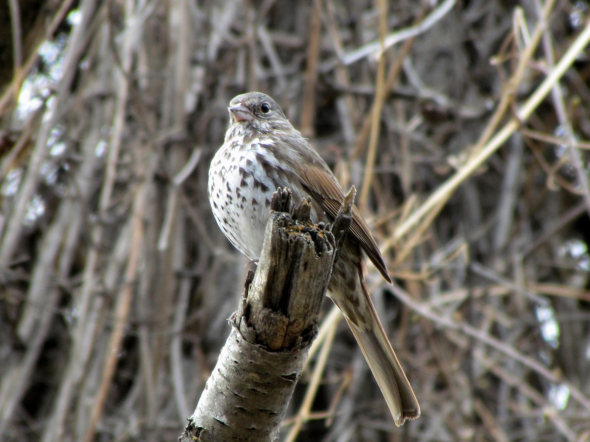 Fox Sparrow - ML608846723