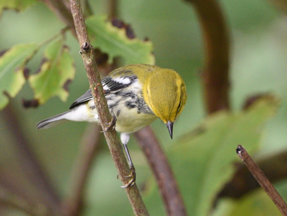 Black-throated Green Warbler - ML608846727