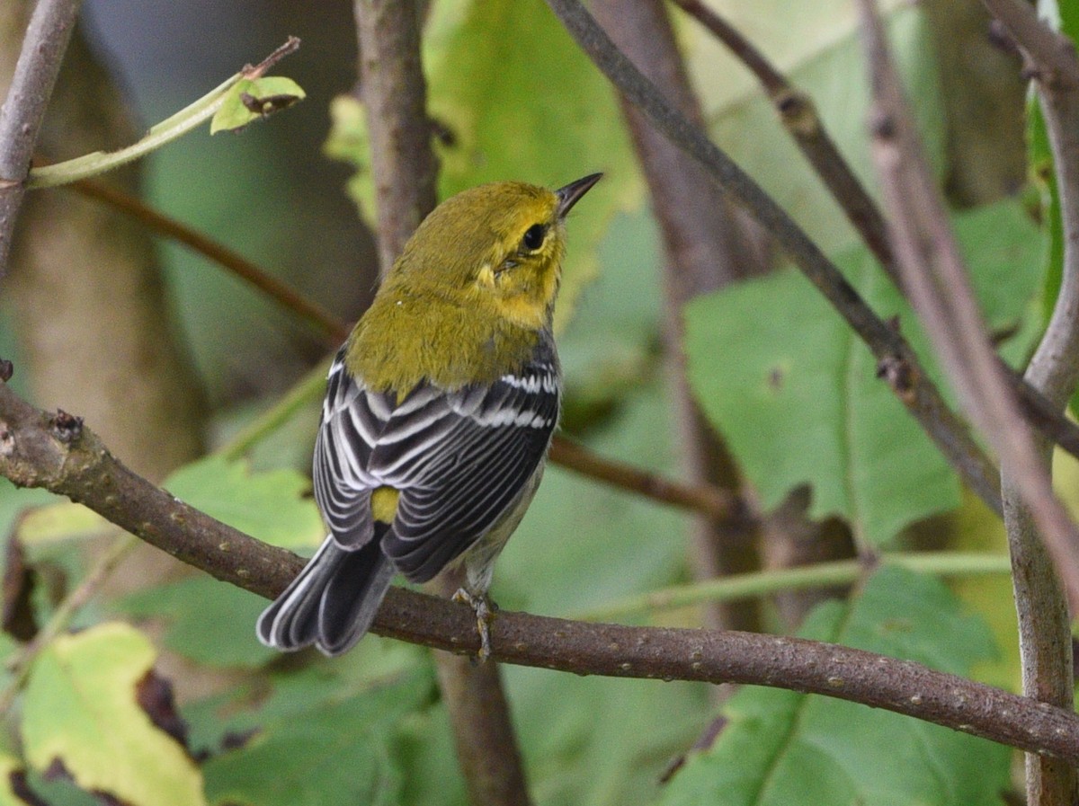 Black-throated Green Warbler - ML608846729