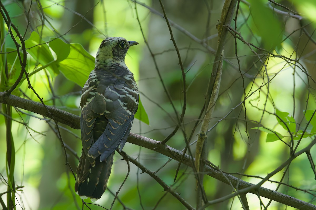 Indian Cuckoo - Sourav Mandal