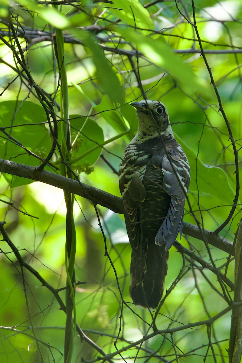 Indian Cuckoo - Sourav Mandal