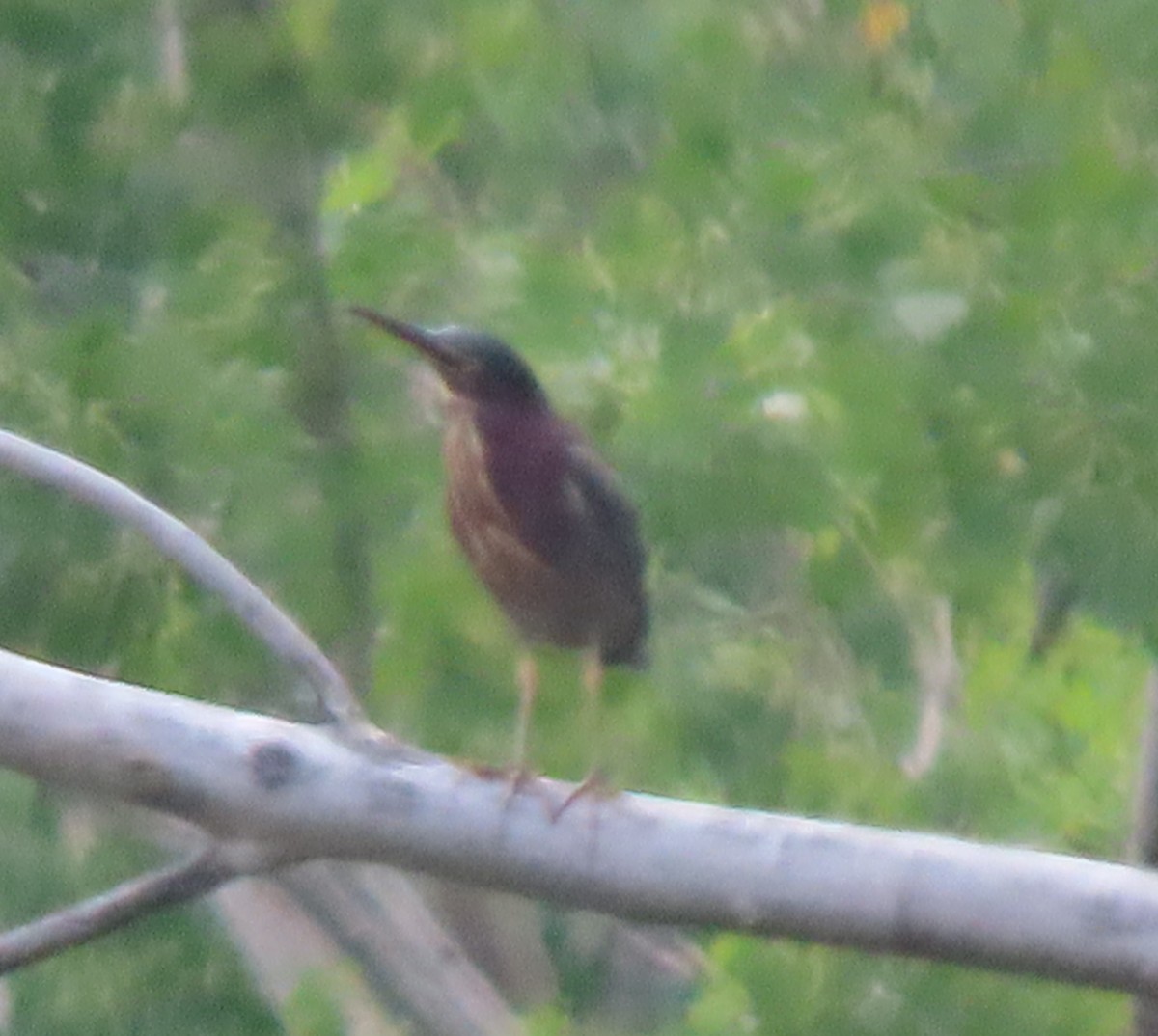 Green Heron - Duncan Bishop