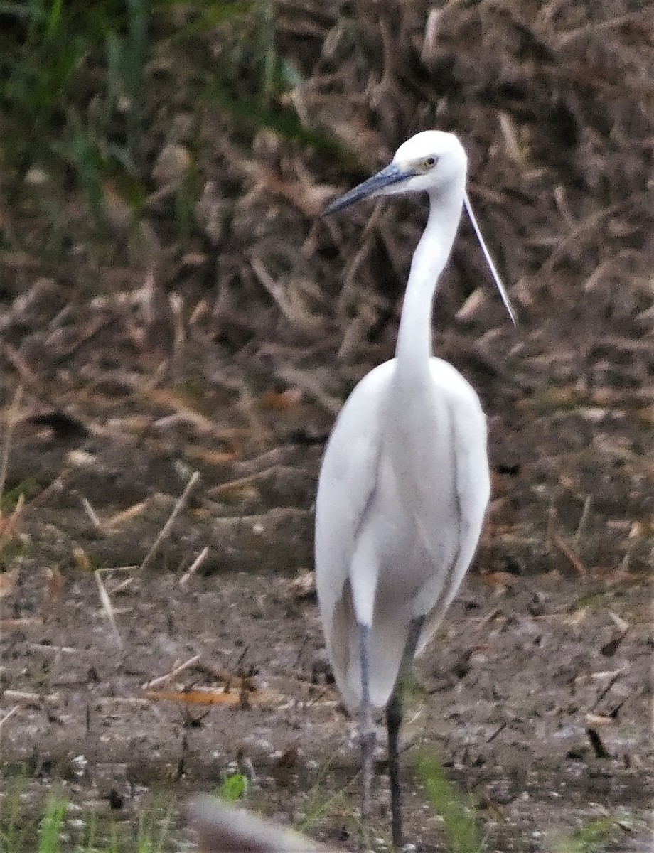 Little Egret - ML608846773