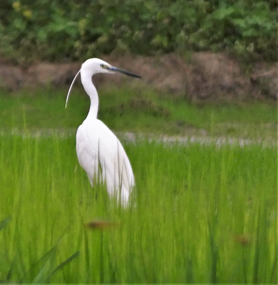 Little Egret - ML608846774