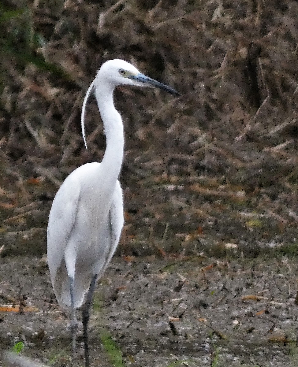 Little Egret - ML608846775