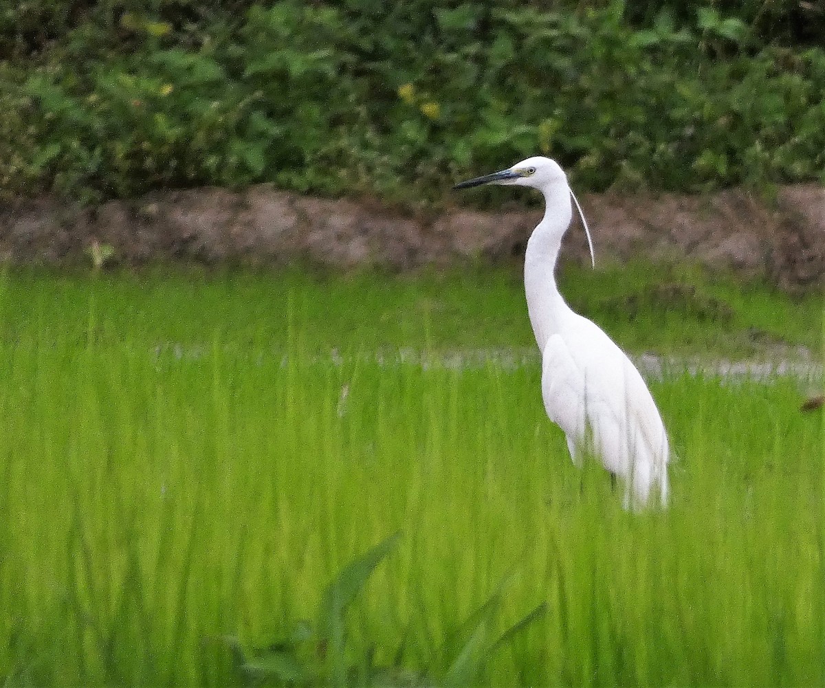 Little Egret - ML608846776