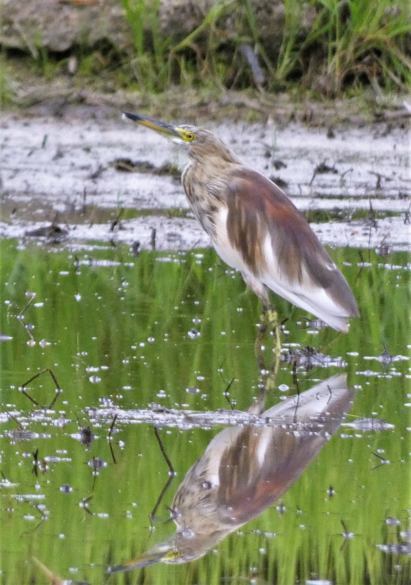 Indian Pond-Heron - ML608846777