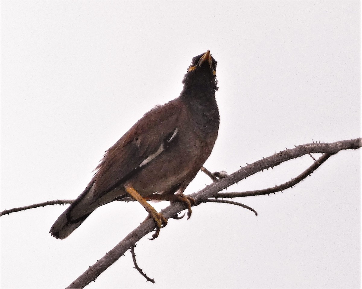 Common Myna - ML608846784