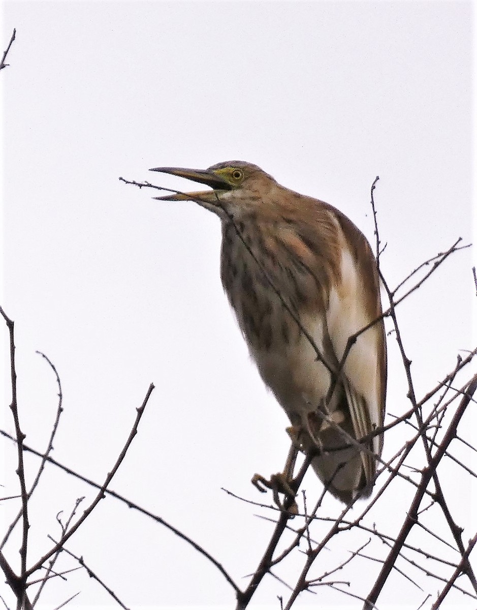 Indian Pond-Heron - ML608846802